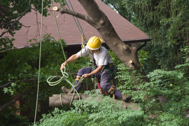 Reliable Mission Viejo, CA Tree Care Solutions